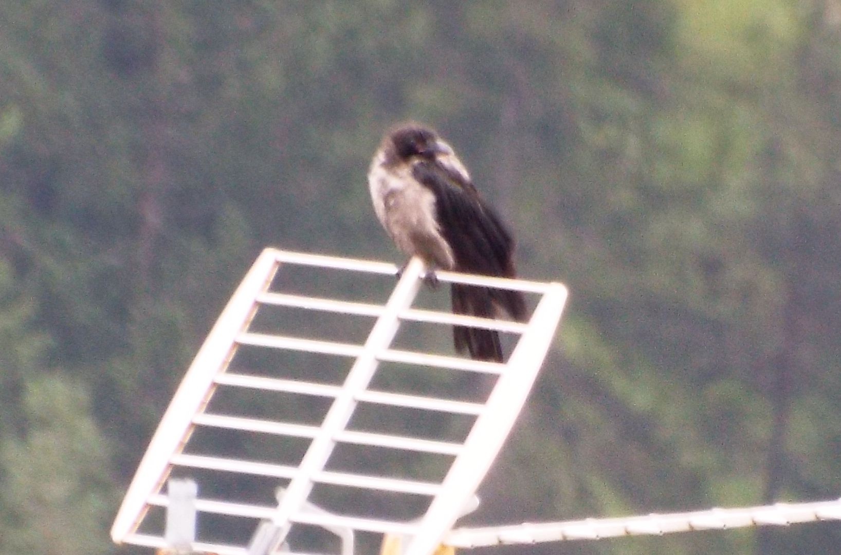 Corvidae dallo strano piumagggio: ibridi tra Cornacchia nera e Cornacchia grigia